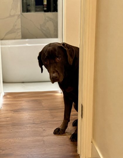 A chocolate Labrador peering reluctantly around a bathroom doorframe